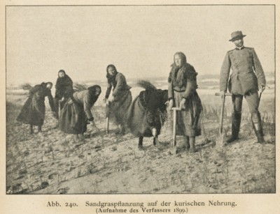 укрепление дюн 1899.jpg